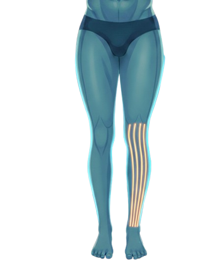 lower body
